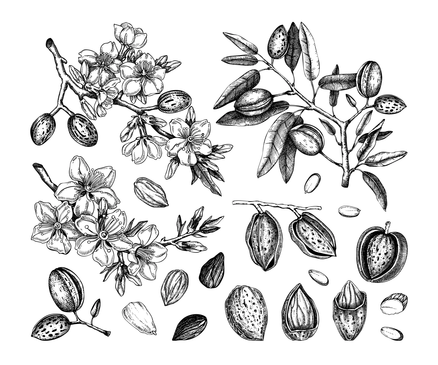 Almond nut sketches set. Hand-drawn vector illustrations. Vintage design with blooming branches, flowers, nuts, and leaves for print. NOT AI generated Illustration